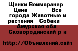 Щенки Веймаранер › Цена ­ 40 000 - Все города Животные и растения » Собаки   . Амурская обл.,Сковородинский р-н